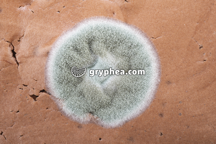 Moisissure sur mousse au chocolat - gryphea.com